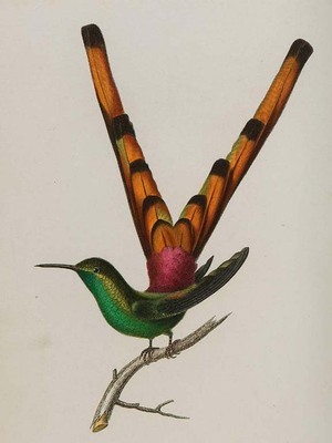 9572
<br/>
Histoire naturelle des oiseaux-mouches.
<br/>
<em></em>